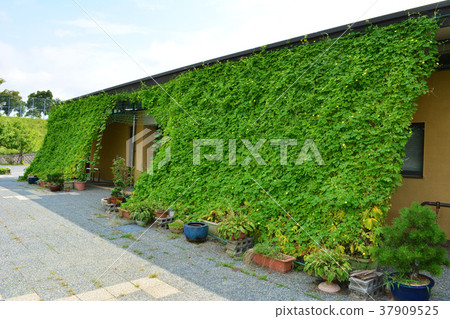 綠色的窗簾 37909525