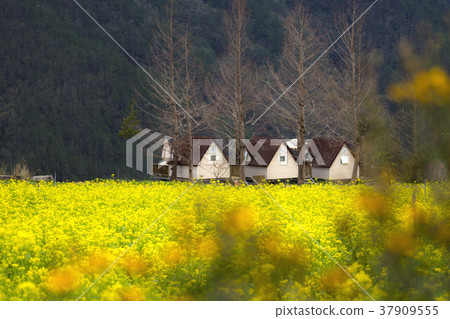 春天 油菜花 黄色 落羽松  武陵農場  台中 台灣 37909555