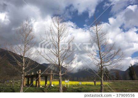 春天 油菜花 黄色 落羽松 武陵農場 台中 台灣 37909556