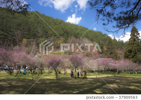 春天 粉紅色 櫻花 櫻花樹 賞花 武陵農場 台中 台灣 37909563