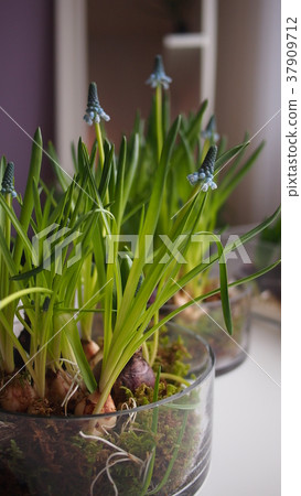Muscari plantation in a glassware. Force to grow bulb flower Muscari plantation in a glassware. Force to grow bulb flower 37909712