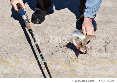 Fisherman caught mullet at sea Fisherman caught mullet at sea 37909986