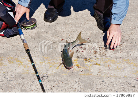 Fisherman caught mullet at sea 37909987