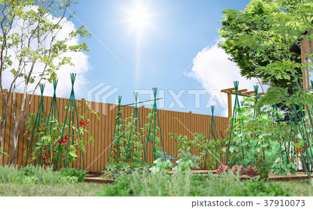 Vegetable garden _3 37910073