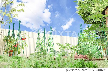 Vegetable garden_4 Vegetable garden_4 37910074