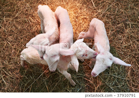 Newborn lambs Newborn lambs 37910791