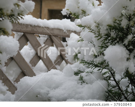 在花園裡下雪 在花園裡下雪 37910843