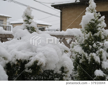 在花園裡下雪 在花園裡下雪 37910844