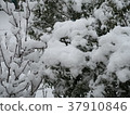 在花園裡下雪 37910846