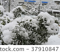 在花園裡下雪 37910847