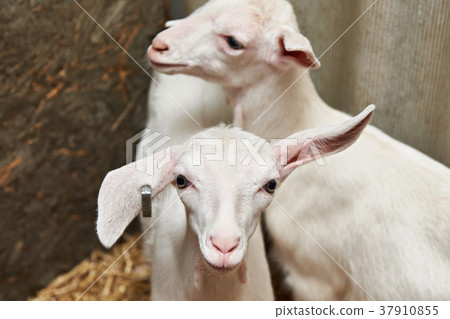 Goat kids in corral on farm 37910855