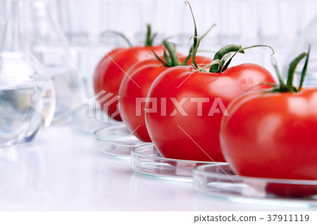 Genetically modified fruits and vegetables Genetically modified fruits and vegetables 37911119