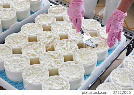 Alignment of cheese material in molds Alignment of cheese material in molds 37912000