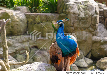 indian blue peafowl 37912577