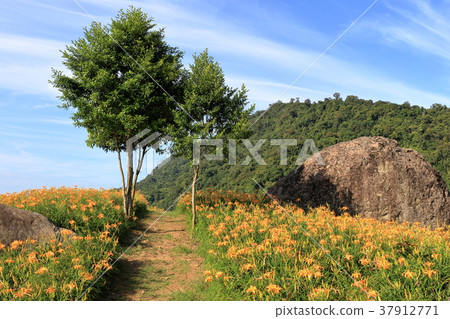 花蓮六十石山的金針花海 花蓮六十石山的金針花海 37912771