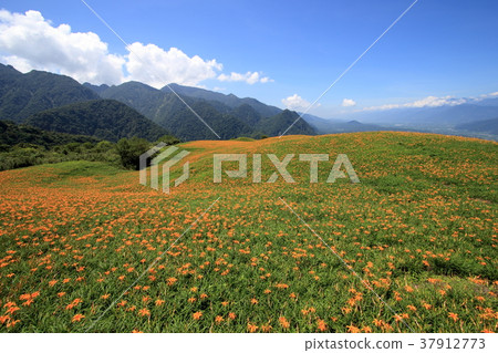 花蓮六十石山的金針花海 花蓮六十石山的金針花海 37912773