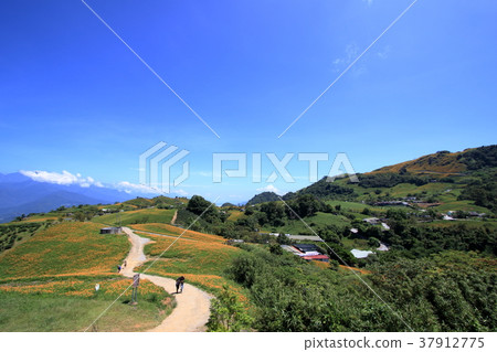 Golden Needle Flower Sea in Hualien Sixty Stone Mountain 37912775