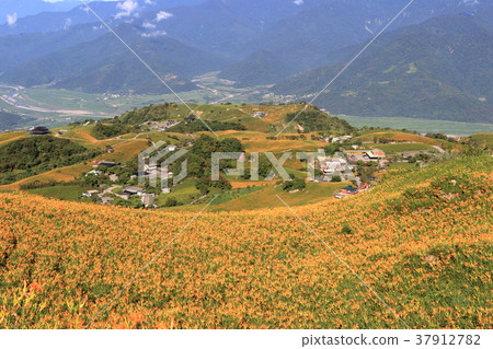 花蓮六十石山的金針花海 37912782