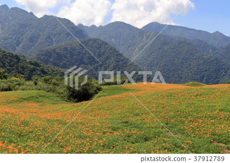 花蓮六十石山的金針花海 37912789