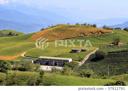 花蓮六十石山的金針花海 37912791