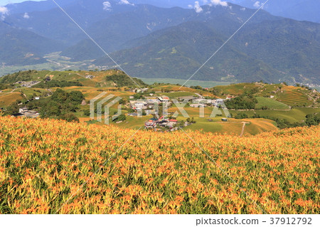 Golden Needle Flower Sea in Hualien Sixty Stone Mountain Golden Needle Flower Sea in Hualien Sixty Stone Mountain 37912792