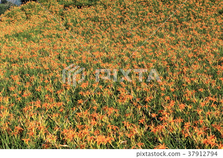 花蓮六十石山的金針花海 37912794