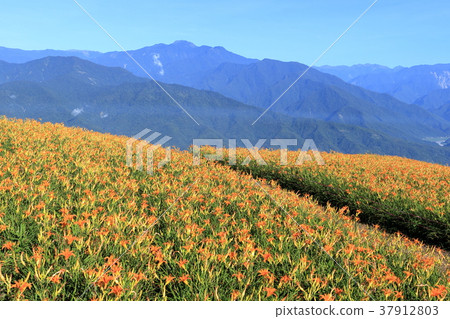 花蓮六十石山的金針花海 花蓮六十石山的金針花海 37912803