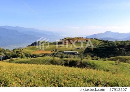 花蓮六十石山的金針花海 花蓮六十石山的金針花海 37912807
