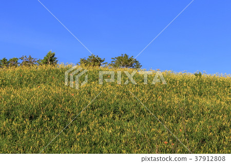 Golden Needle Flower Sea in Hualien Sixty Stone Mountain 37912808