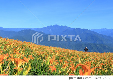 Golden Needle Flower Sea in Hualien Sixty Stone Mountain 37912809