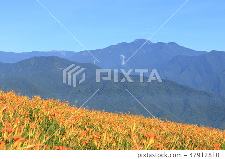 花蓮六十石山的金針花海 37912810