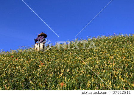 花蓮木菊石山，工匠的常規收藏 37912811