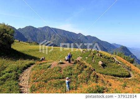 花蓮六十石山的金針花海 花蓮六十石山的金針花海 37912814