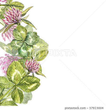 Hand-drawn watercolor red clover flower 37913884
