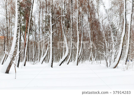 Winter forest with white trees Winter forest with white trees 37914283