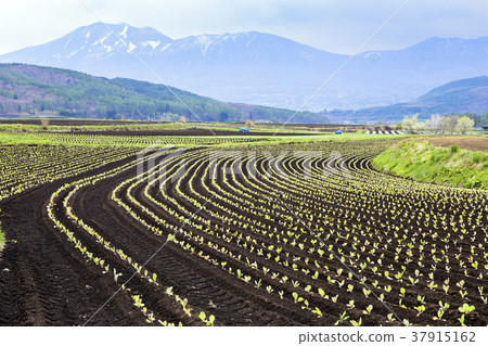 白菜田和淺間山 白菜田和淺間山 37915162