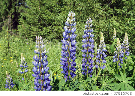 inflorescence of lupine on the forest edge 37915708