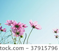 Cosmos 37915796