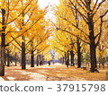 Ginkgo aki 37915798