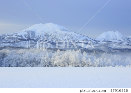 Foggy Forest and Niseko Mountain Range 37916316