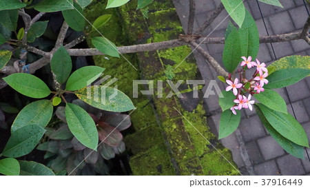 Plumeria taken from above Plumeria taken from above 37916449