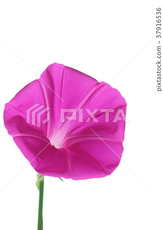 牽牛花紅色花 37916536