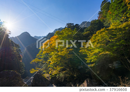Japan's Three Great Valleys, One Hundred Elections, Osugiya with Autumn Leaves (Mie Prefecture) 37916608