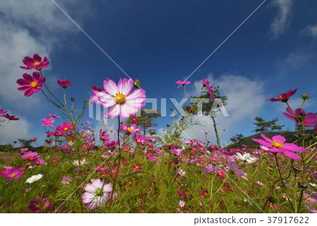 開花在藍天的波斯菊 開花在藍天的波斯菊 37917622