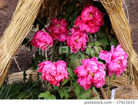 Bright Red New Year Button (3) Bright Red New Year Button (3) 37923833