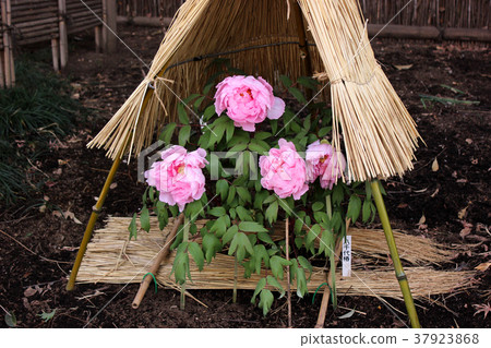 Winter button in the fence (6) Winter button in the fence (6) 37923868