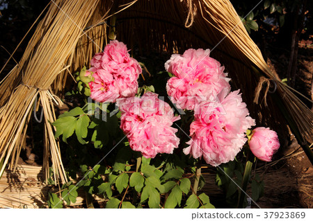 Tsuruoka Hachimangu Shrine's winter button (3) Tsuruoka Hachimangu Shrine's winter button (3) 37923869