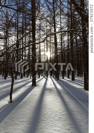 Oku日光和Senjogahara風景在冬天 37923972