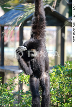 白手長臂猿 白手長臂猿 37924275