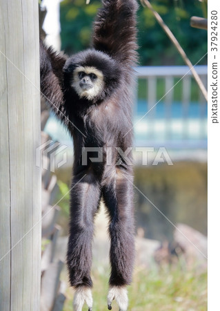  White-handed gibbon 37924280